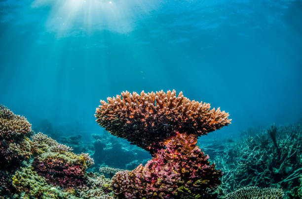 istock Colorful Hard Corals in Clear Blue Water 1216533829