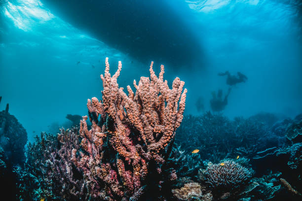 istock Colorful Hard Corals in Clear Blue Water 1216533840