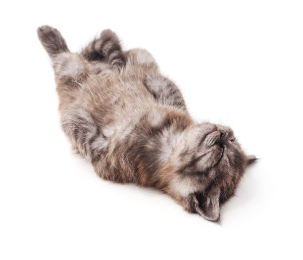 istock Cute kitten lies on his back and sleeping. 1216533885