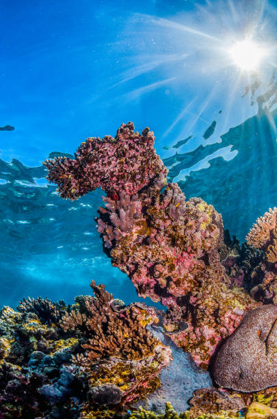 istock Colorful Hard Corals in Clear Blue Water 1216533964
