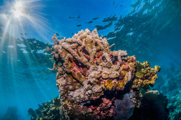 istock Colorful Hard Corals in Clear Blue Water 1216533965