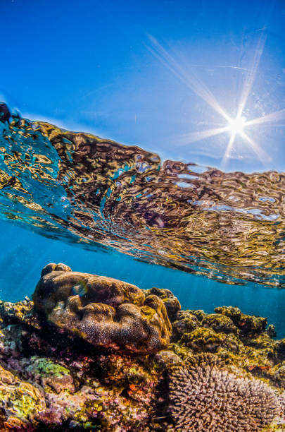 istock Colorful Hard Corals in Clear Blue Water 1216534125