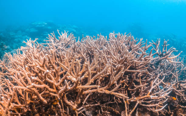 istock Colorful Hard Corals in Clear Blue Water 1216534165