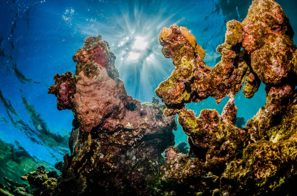 istock Colorful Hard Corals in Clear Blue Water 1216534529