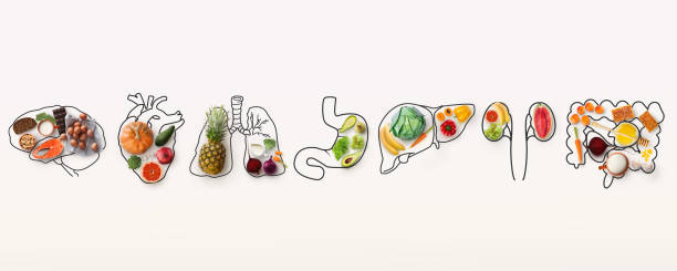 Best menu for healthy body. Collage with outlines of human internal organs and wholesome foods on white background Best menu for healthy body. Collage with outlines of human internal organs and wholesome foods on white background, panorama intestine photos stock pictures, royalty-free photos & images