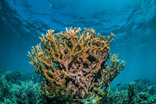 istock Colorful Hard Corals in Clear Blue Water 1216534749
