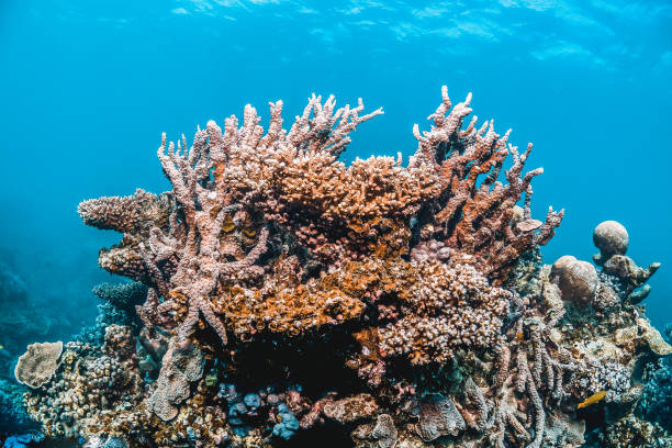 istock Colorful Hard Corals in Clear Blue Water 1216535341