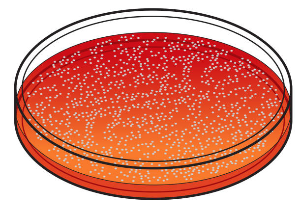 조직 배양 - agar jelly illustrations stock illustrations