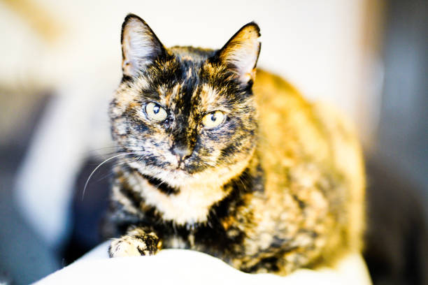 istock Close up of domestic cat 1216538651
