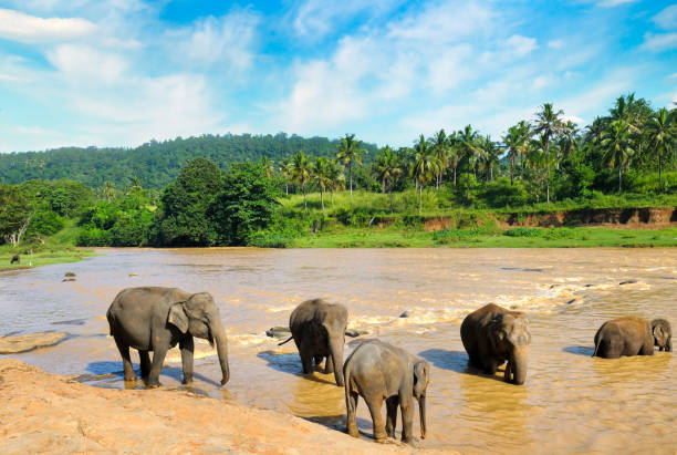 bagnare gli elefanti nel fiume. paesaggio tropicale dello sri lanka. il concetto è viaggiare. - safari animals asia palm tree animals in the wild foto e immagini stock