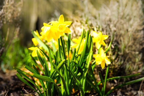 istock Close up of mini daffodil on sunny spring day 1216539981