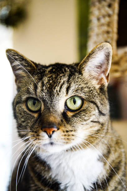 istock Close up of domestic cat 1216540180