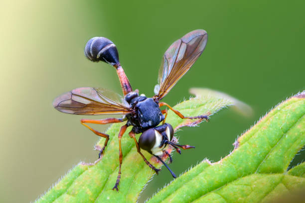 istock Fly physocephala rufipes lurking on leaf of grass 1216540235