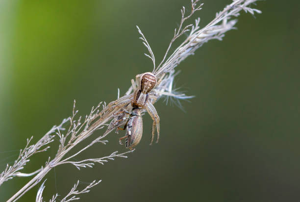 istock Spider female sits on branch with its prey 1216540432