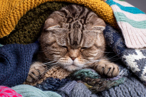 istock Sad cat Scottish Fold prepares for the cold fall and winter, wraps herself and hides in a pile of woolen scarves. 1216540919