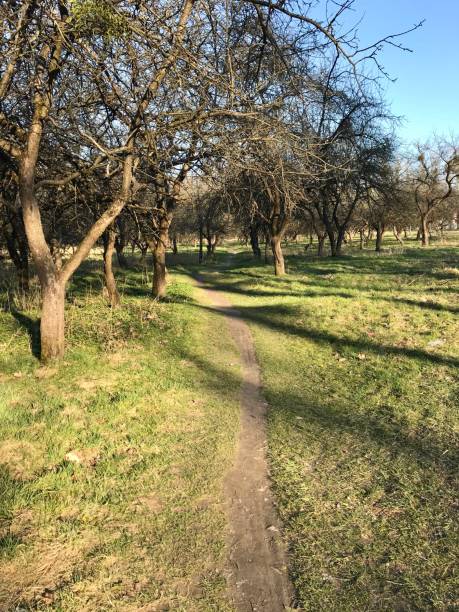 istock Narrow footpath between trees in the park.  Path, walk, rest, nature, trees, grass, park, sunny day, landscape, spring, autumn, air, climate, branches, sun, earth. 1216540994