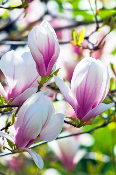 istock pink magnolia blossom background 1216541700