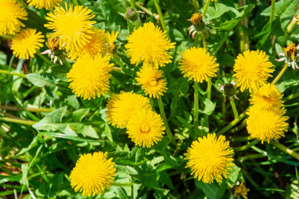 yellow dandelions in the grass stock photo