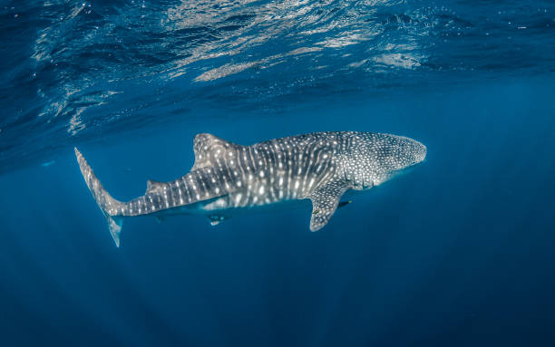 istock Whale Shark Swimming in Open Ocean 1216541887