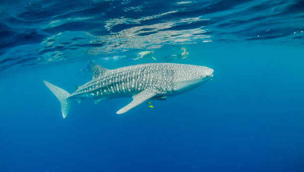 istock Whale Shark Swimming in Open Ocean 1216541892