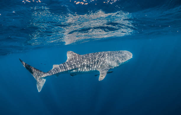 istock Whale Shark Swimming in Open Ocean 1216541904