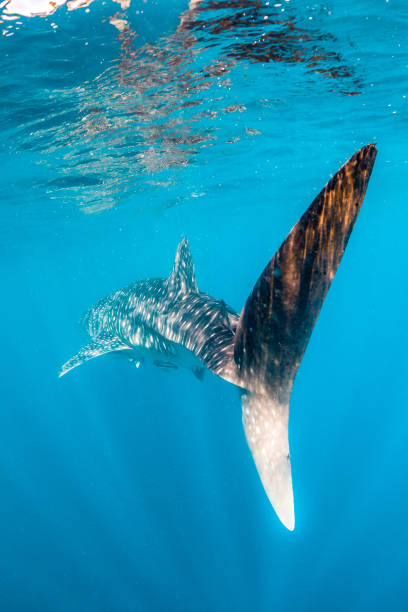 istock Whale Shark Swimming in Open Ocean 1216541953