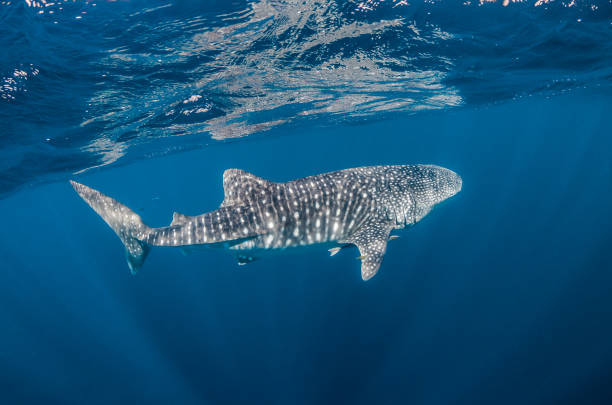 istock Whale Shark Swimming in Open Ocean 1216541972