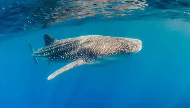 istock Whale Shark Swimming in Open Ocean 1216542311