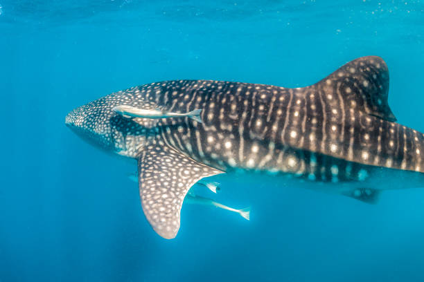 istock Whale Shark Swimming in Open Ocean 1216542312