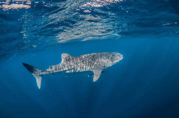 istock Whale Shark Swimming in Open Ocean 1216542324