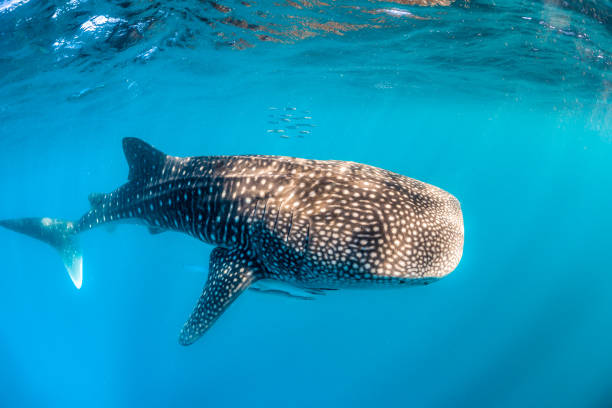 istock Whale Shark Swimming in Open Ocean 1216542345