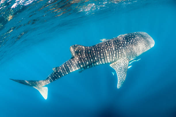 istock Whale Shark Swimming in Open Ocean 1216542351