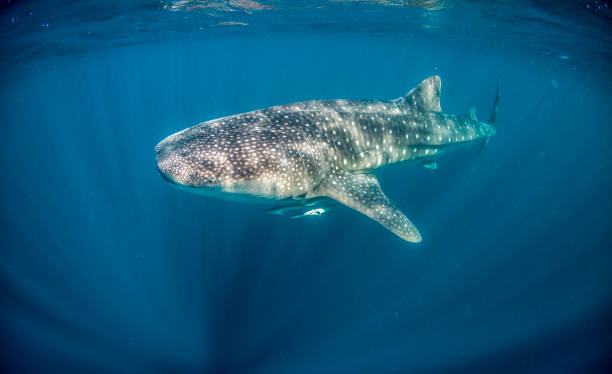 istock Whale Shark Swimming in Open Ocean 1216542397