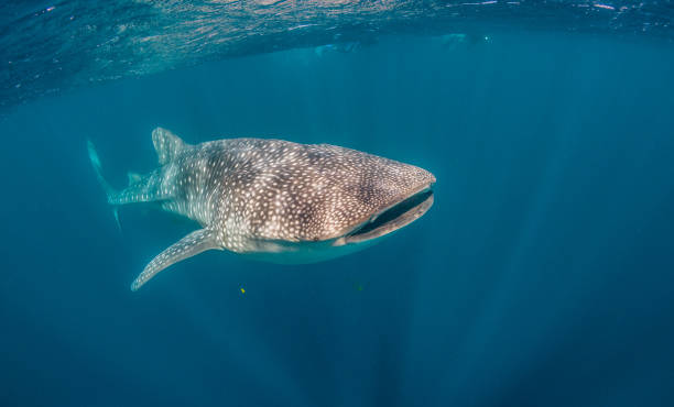 istock Whale Shark Swimming in Open Ocean 1216542485