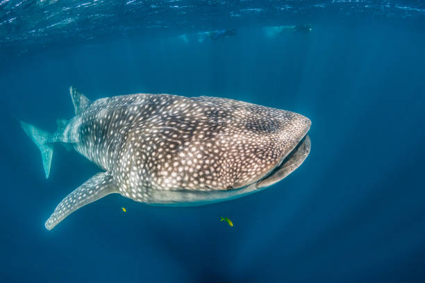 istock Whale Shark Swimming in Open Ocean 1216542497