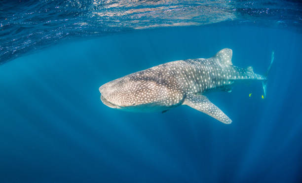 istock Whale Shark Swimming in Open Ocean 1216542505