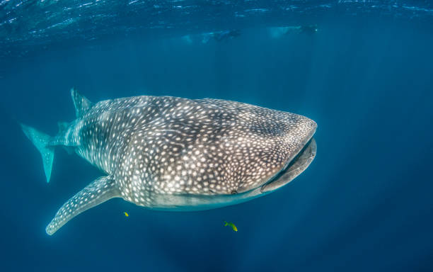 istock Whale Shark Swimming in Open Ocean 1216542713