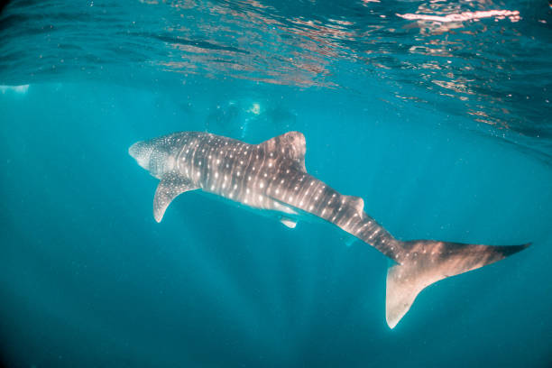 istock Whale Shark Swimming in Open Ocean 1216542716
