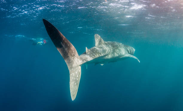 istock Whale Shark Swimming in Open Ocean 1216542762