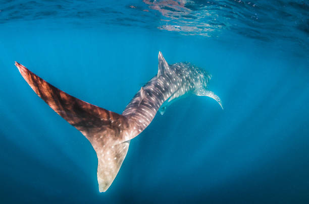 istock Whale Shark Swimming in Open Ocean 1216542824