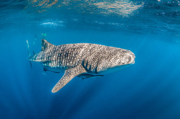 istock Whale Shark Swimming in Open Ocean 1216542859