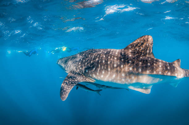 istock Whale Shark Swimming in Open Ocean 1216542982