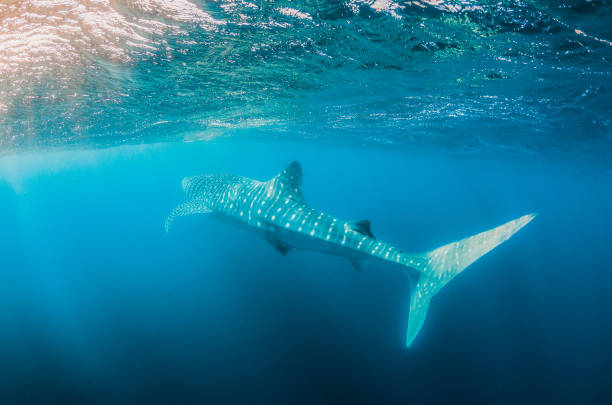 istock Whale Shark Swimming in Open Ocean 1216543034