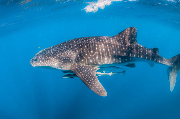 istock Whale Shark Swimming in Open Ocean 1216543054