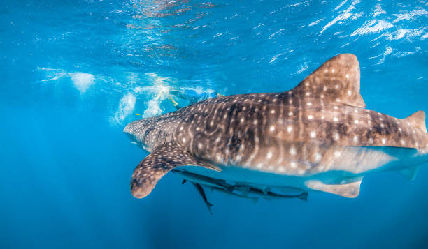 istock Whale Shark Swimming in Open Ocean 1216543446
