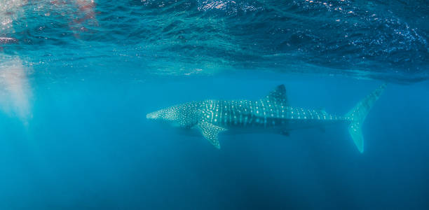 istock Whale Shark Swimming in Open Ocean 1216543597