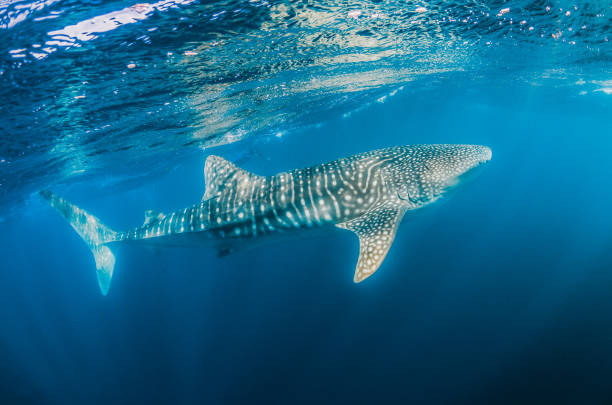 istock Whale Shark Swimming in Open Ocean 1216543603