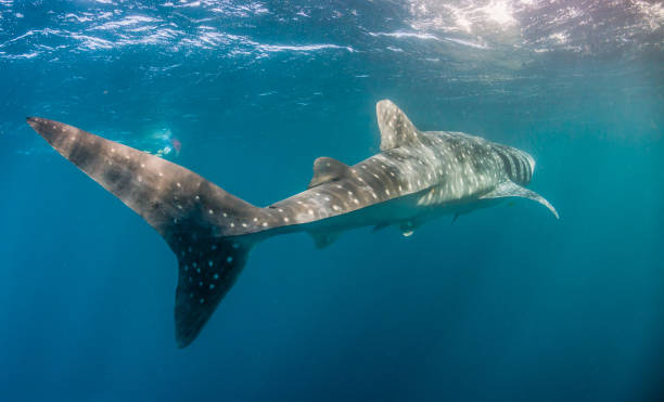 istock Whale Shark Swimming in Open Ocean 1216543637