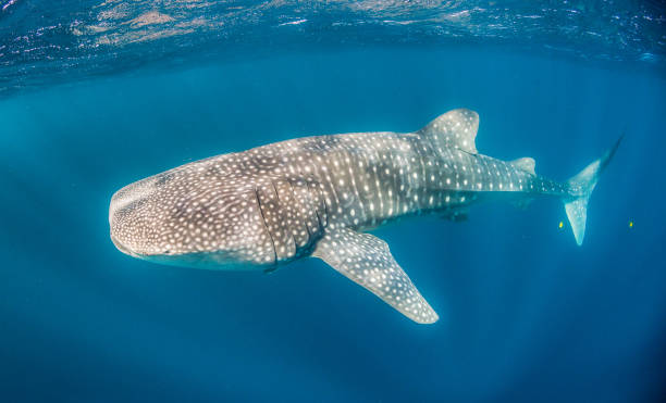 istock Whale Shark Swimming in Open Ocean 1216543659