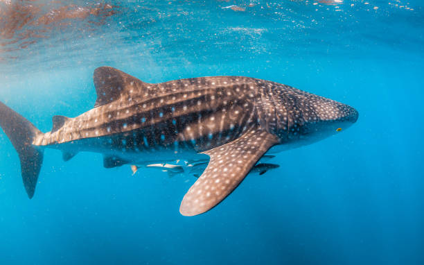 istock Whale Shark Swimming in Open Ocean 1216543779